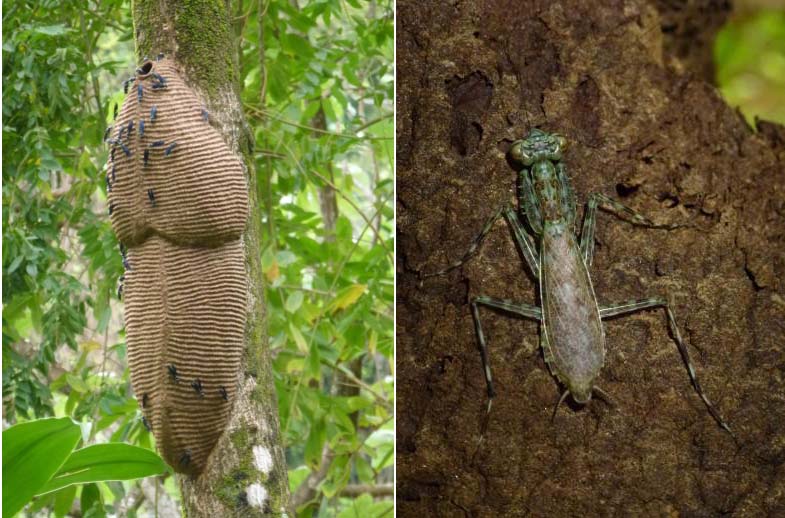A wasp nest to be wary of, and a cryptic bark mantid provide excuses to stop for breaks on the way back up.