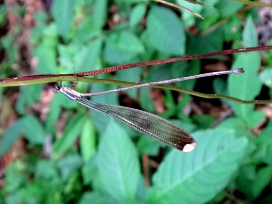 The ornate helicopter (Mecistogaster ornata) is Trinidad’s largest damselfly. This individual was around 10cm long.