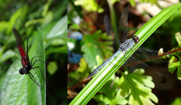Adult damselflies (L) tend to rest with their wings together, parallel to their body; dragonflies (R) usually rest with their wings spread out.