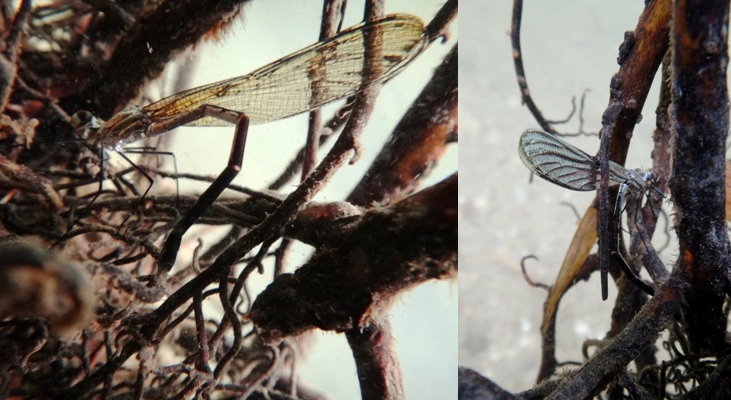 damselflies diving underwater to lay their eggs on submerged roots. 
