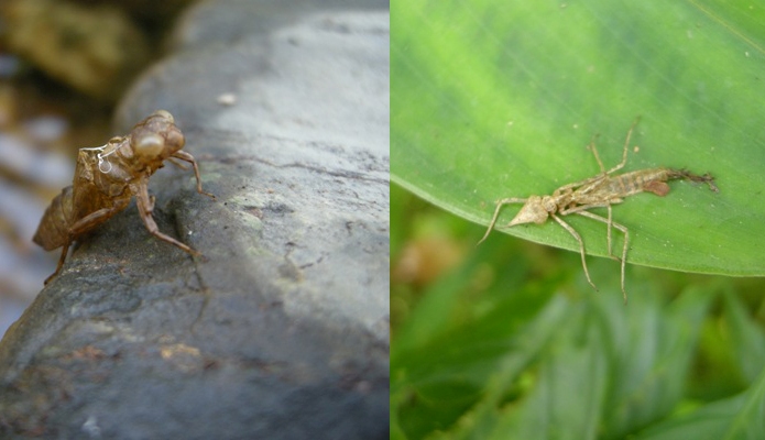 Dragonfly (L) and damselfly (R) cases, from which adults have recently emerged.