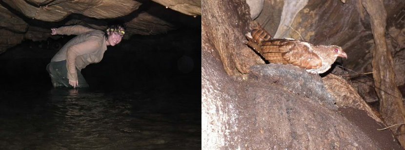 Amy searching for catfish in the Cumaca Caves (left), which are famous for their oilbirds (right).