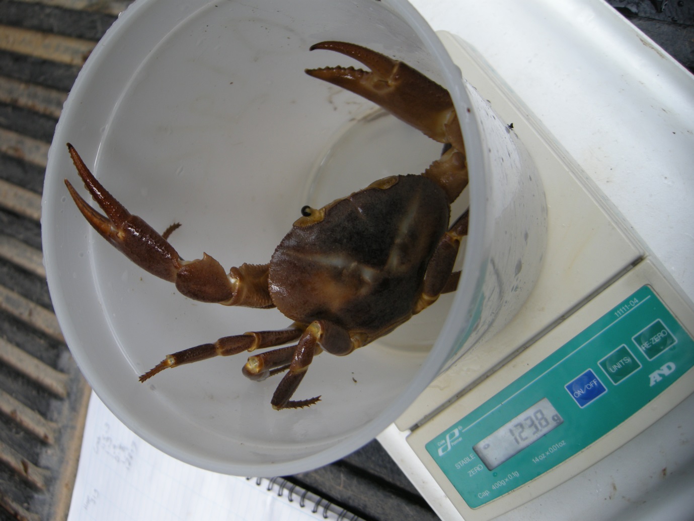 A large manicou crab being weighed during one of our surveys