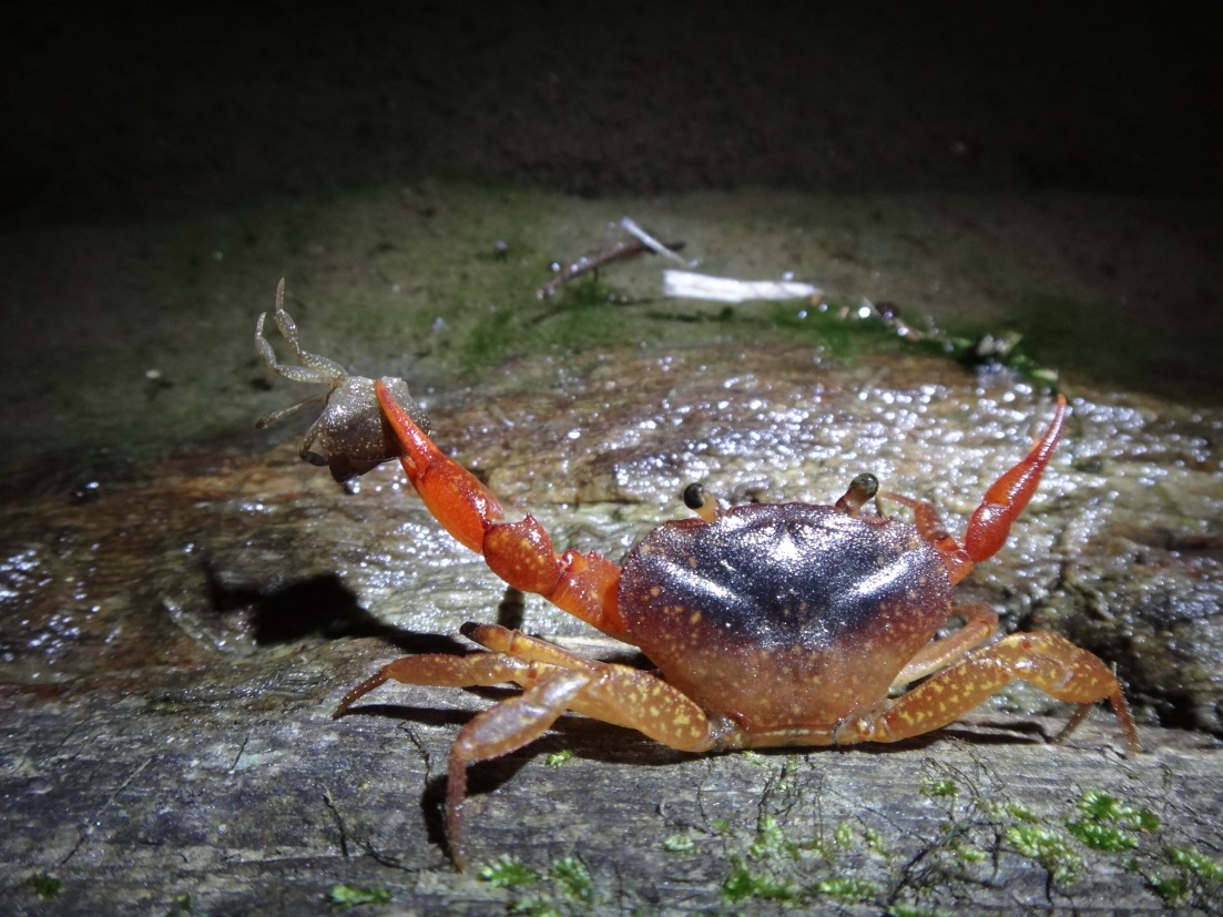 A manicou crab displaying cannibalistic behaviour