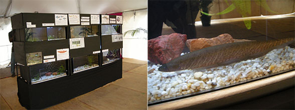 The freshwater fish display and the star exhibit: a cutlass fish (Gymnotus carapo).
