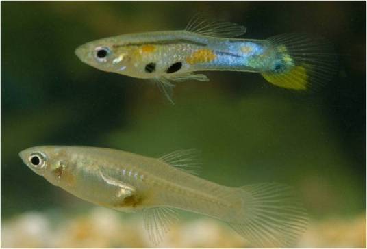 It is easy to distinguish male (top) from female guppies (bottom) as they are brightly coloured, smaller, and are generally found persistently chasing females in the hope of mating with them. 