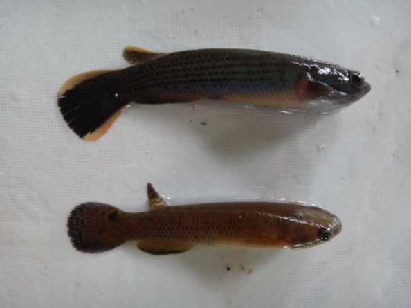 Male (above) and female jumping guabine can be distinguished by their tails.
